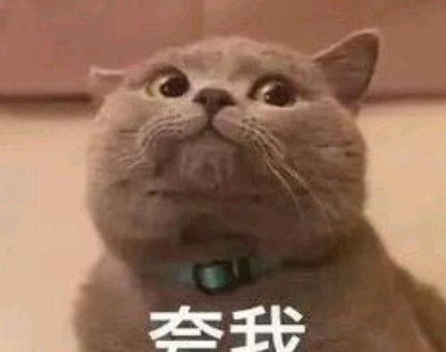 猫吃瓜的表情包,揭秘猫咪的幽默时刻